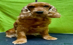 Cocker Spaniel dogs for adoption: Hazel’s Story: Left Behind, Fighting to Survive - Image 11