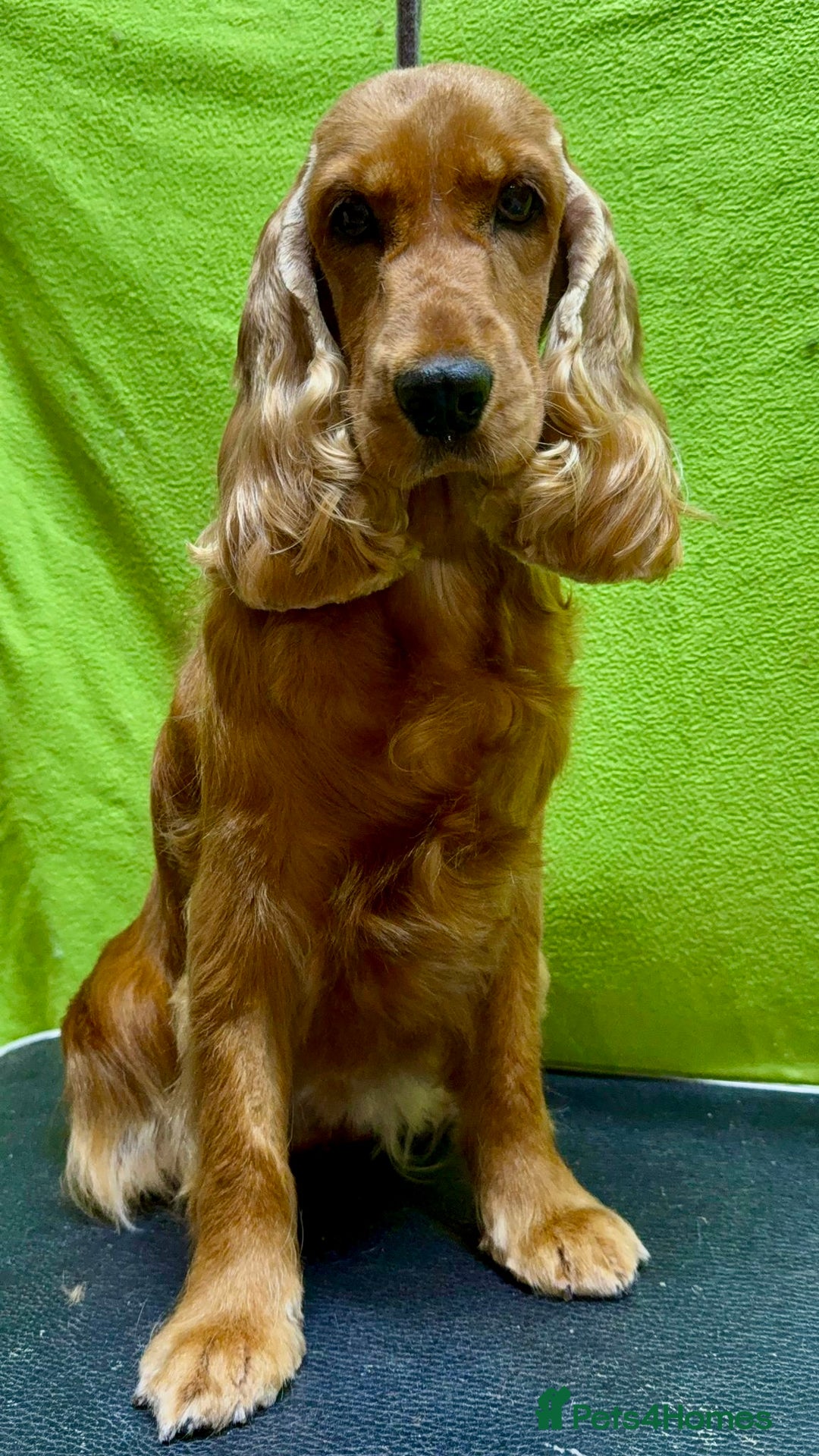 Cocker Spaniel dogs for adoption: Hazel’s Story: Left Behind, Fighting to Survive - Image 11