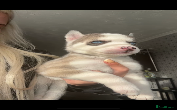 Siberian Husky dogs - Advert 3