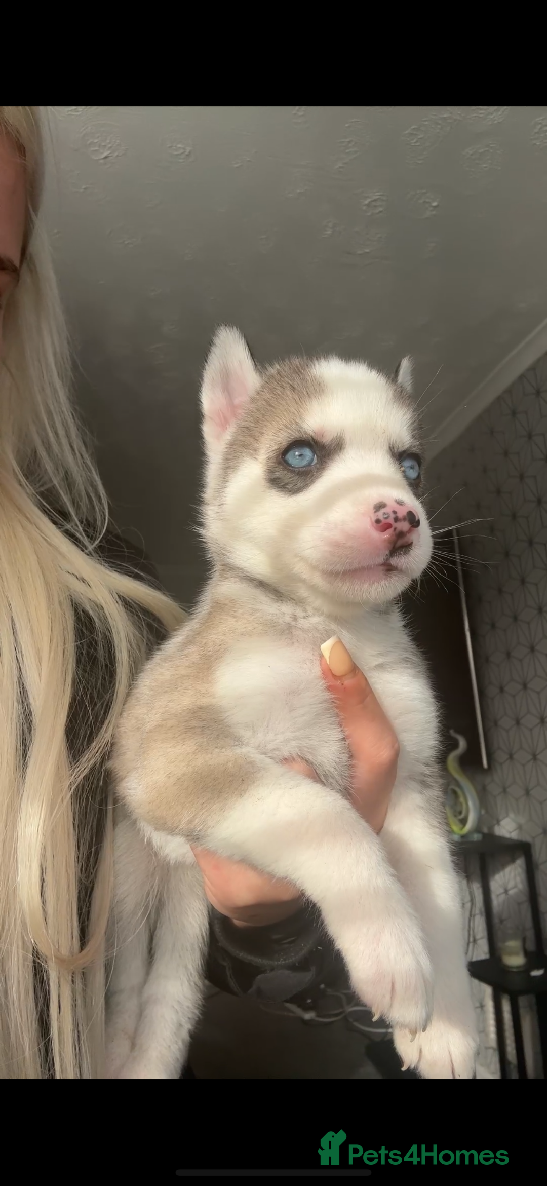 Siberian Husky dogs for sale: Husky puppies - Image 1