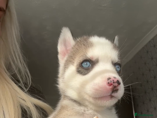 Siberian Husky dogs - Advert 4