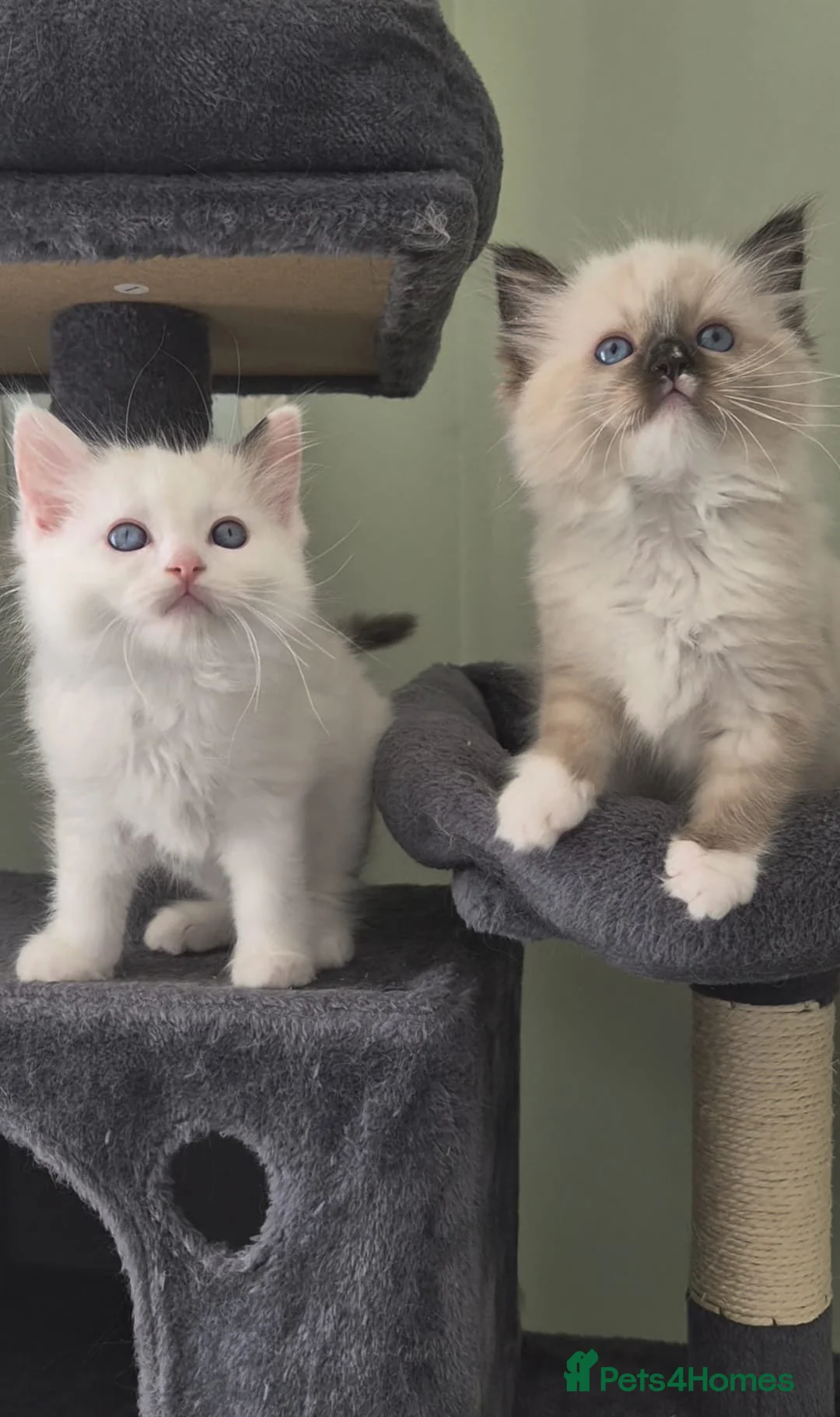 Ragdoll cats for sale: Beautiful GCCF pedigree Ragdoll kittens - Advert 1