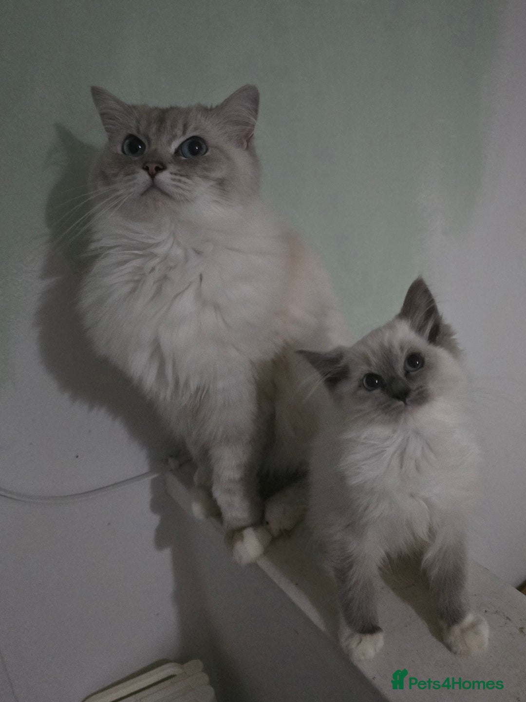 Ragdoll cats for sale: Gccf active female ragdoll with paperwork  - Image 5