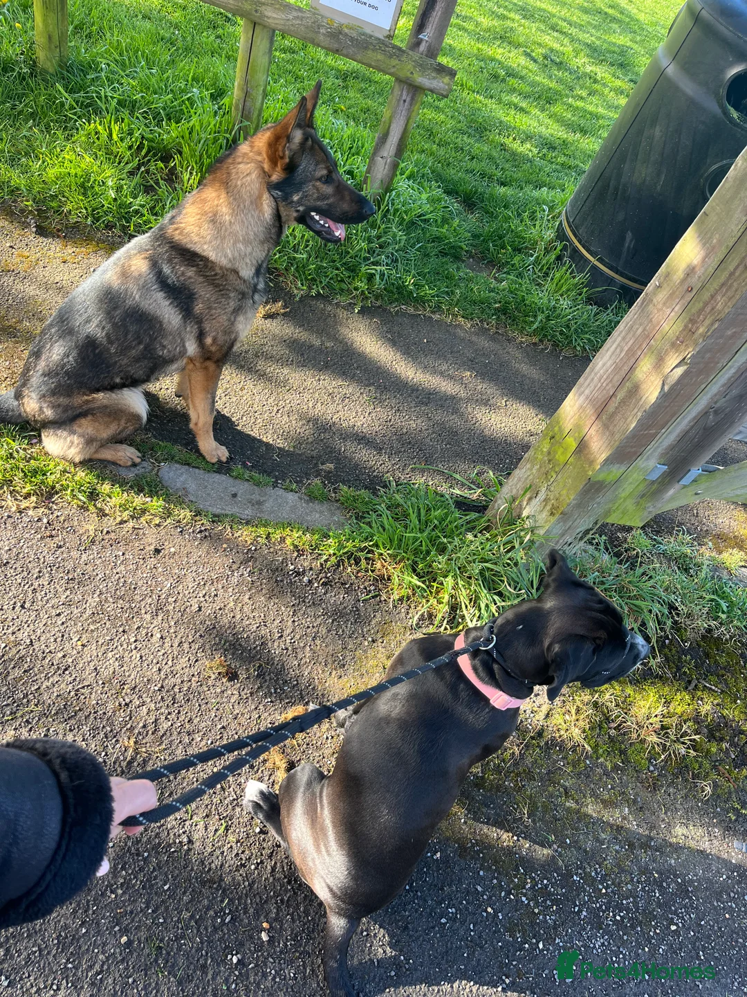 Mixed Breed dogs for sale: Engish bulldog x Cane corso in Andover - Advert 2