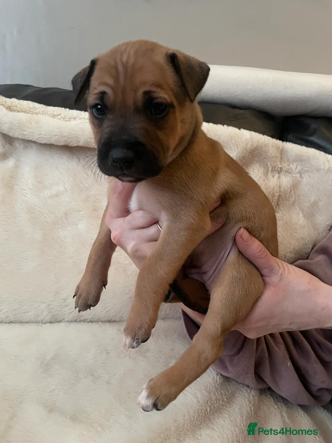 Mixed Breed dogs for sale: Beautiful Staffy x Collie Pups, 4 male 5 girls - Advert 2