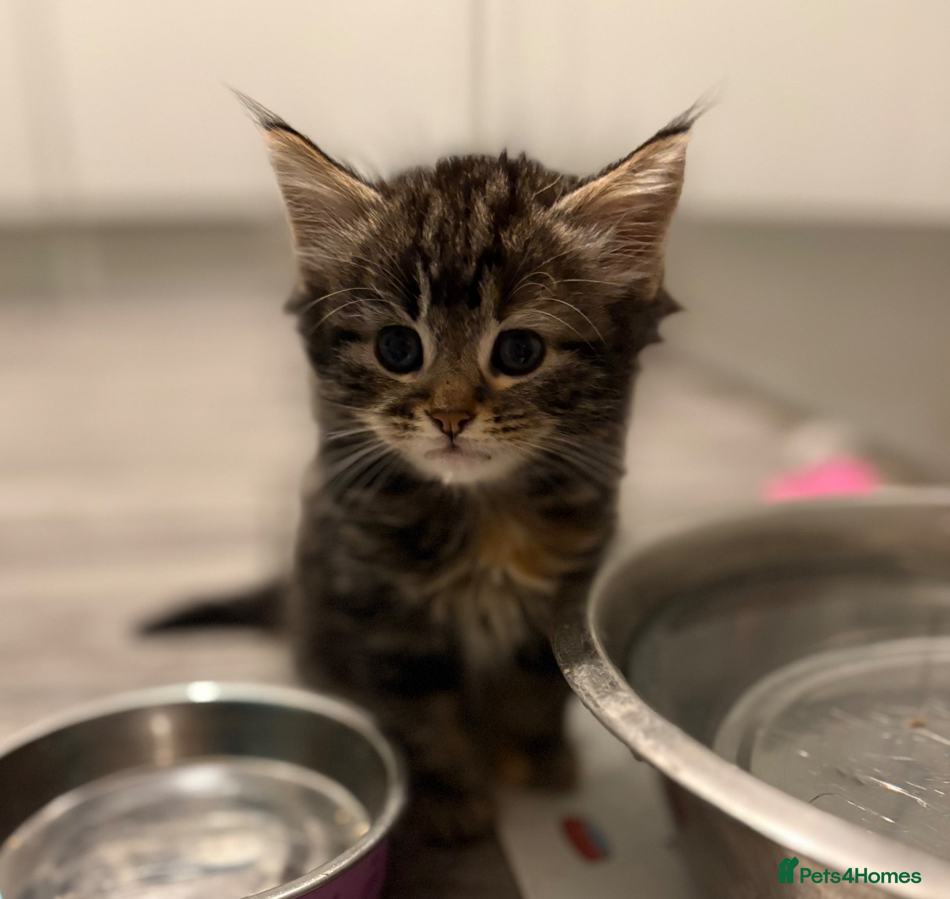 Mixed Breed cats  Stunning, Friendly & Confident Kittens - Advert 2