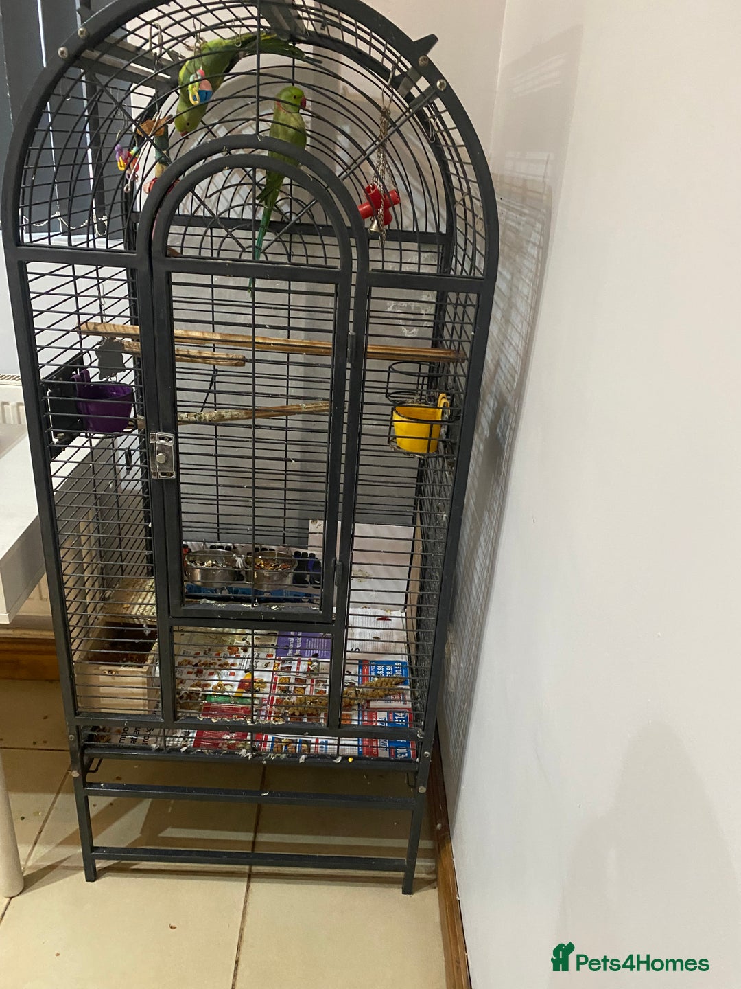 Ringnecks birds for sale: Ringnecks  - Advert 8