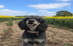 Bernedoodle dogs for sale: ⭐⭐⭐⭐Licensed•Ethical•HomeBreeder - Image 12