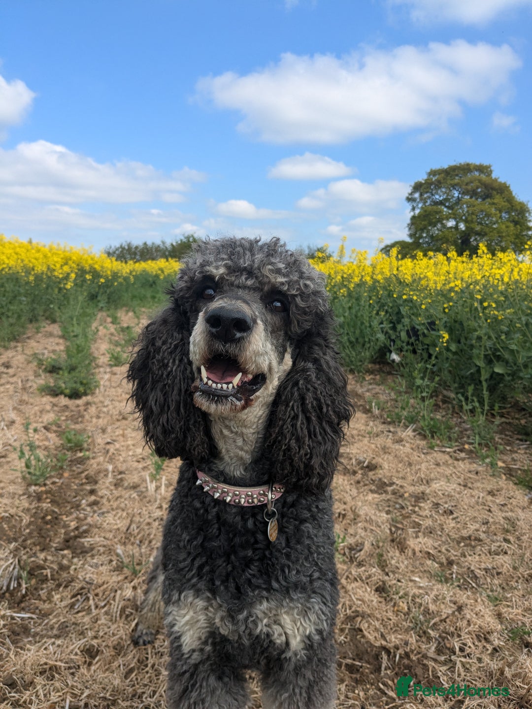 Bernedoodle dogs for sale: ⭐⭐⭐⭐Licensed•Ethical•HomeBreeder - Image 12