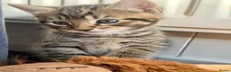 Bengal cats for sale: Beautiful kittens 🐈‍⬛  - Advert 27