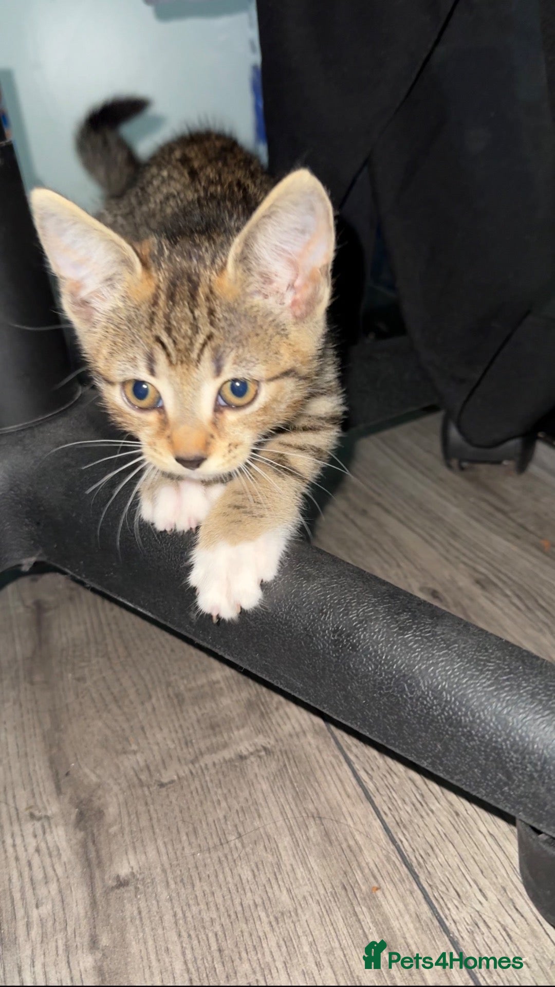 Mixed Breed cats 9 week old mixed kitten  - Advert 1
