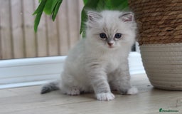 Ragdoll cats for sale: Blue Tabby Pure Breed Ragdoll  - Image 4