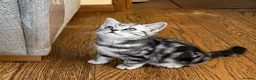 British Shorthair cats for sale:  Black silver tabby British shorthair kittens  - Advert 3