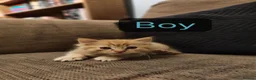 British Shorthair cats for sale: New born BLH/BSH - Advert 2