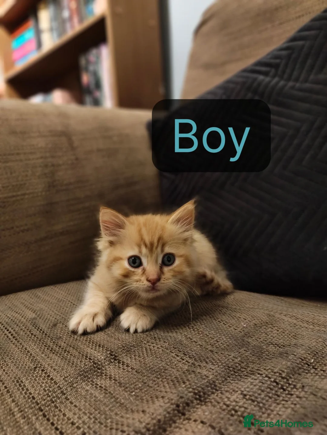 British Shorthair cats for sale: New born BLH/BSH - Advert 2