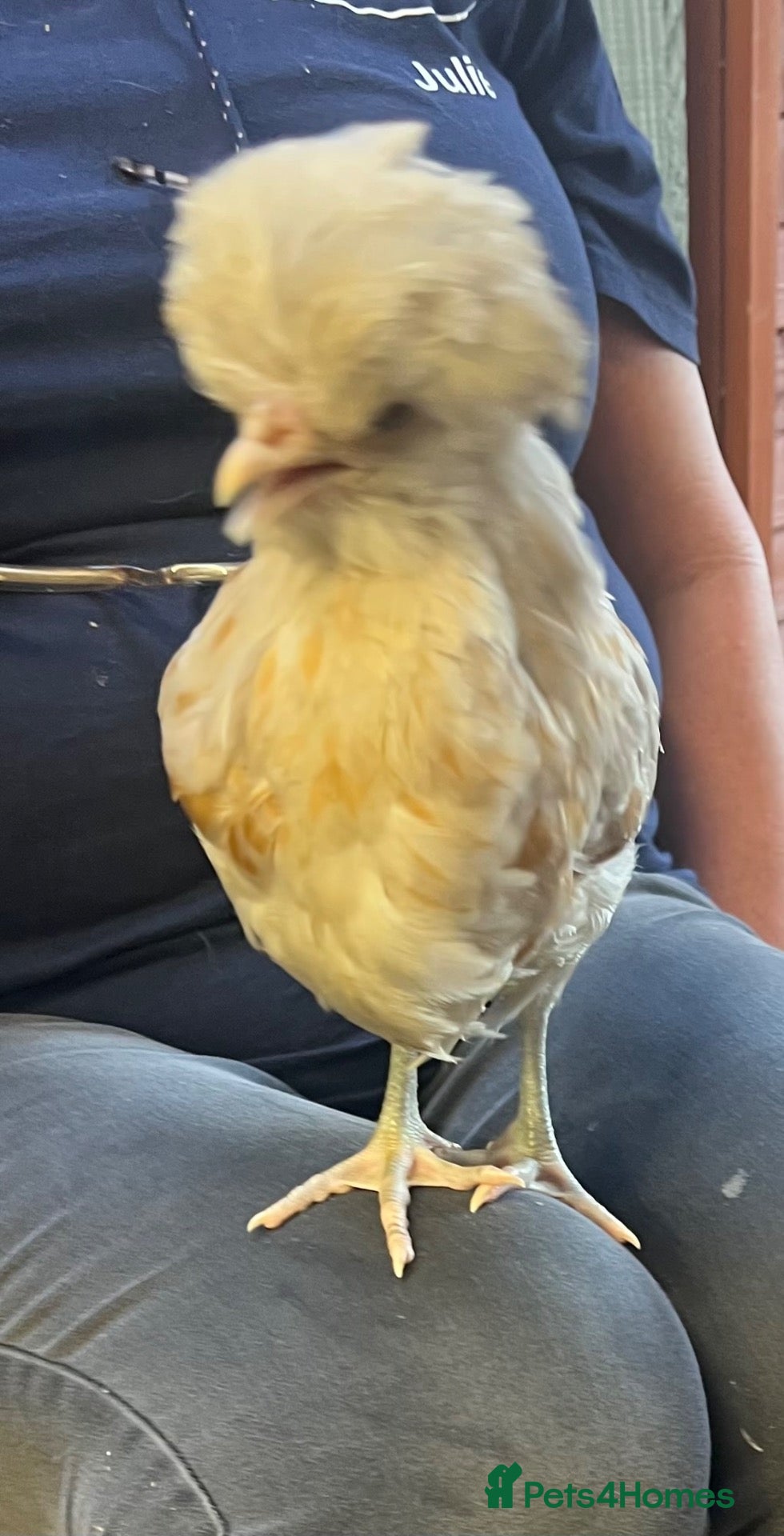 Chickens poultry for sale: Let’s Farm Poultry  - Advert 1