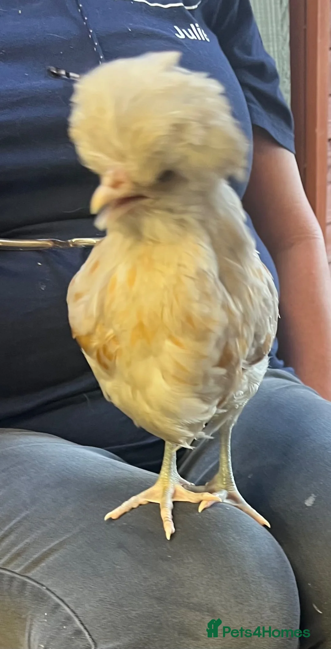 Chickens poultry for sale: Let’s Farm Poultry  - Advert 1