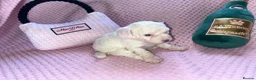 Cockapoo dogs for sale: Stunning cockapoo puppys  - Advert 17