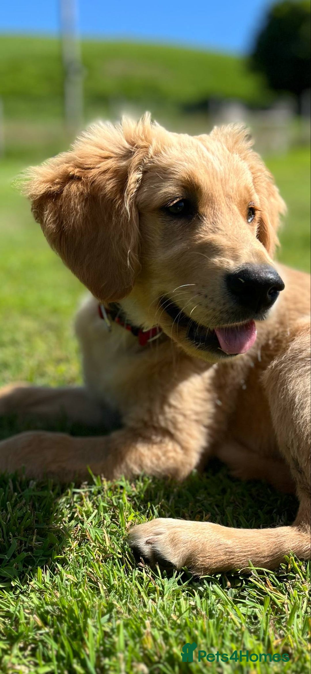 Golden Retriever dogs for sale: Special home needed - KC Golden Retriever Male   in Knighton - Image 6