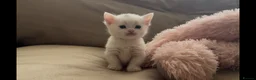 Munchkin cats for sale: Cutie Pies Munchkin 🤗 - Advert 5