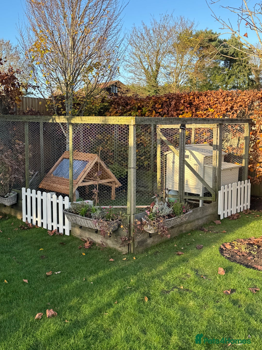 Chickens poultry for sale: Pekin Bantams and coop for sale - Advert 5