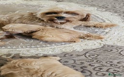 Cavapoo dogs for sale: Cavapoo puppies please call 07907327738 - Image 9