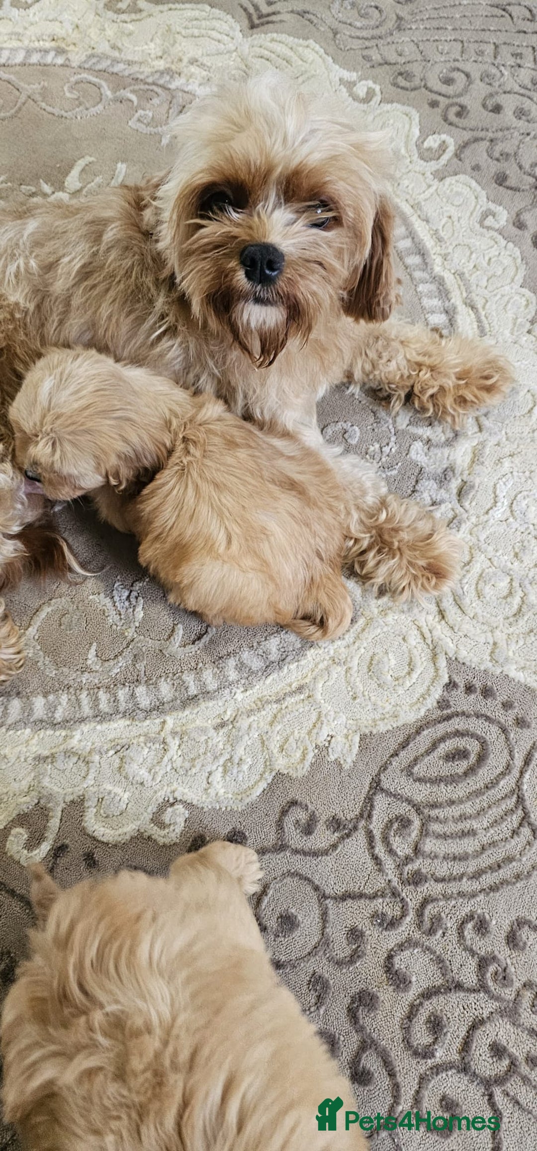Cavapoo dogs for sale: Cavapoo puppies please call 07907327738 - Image 9