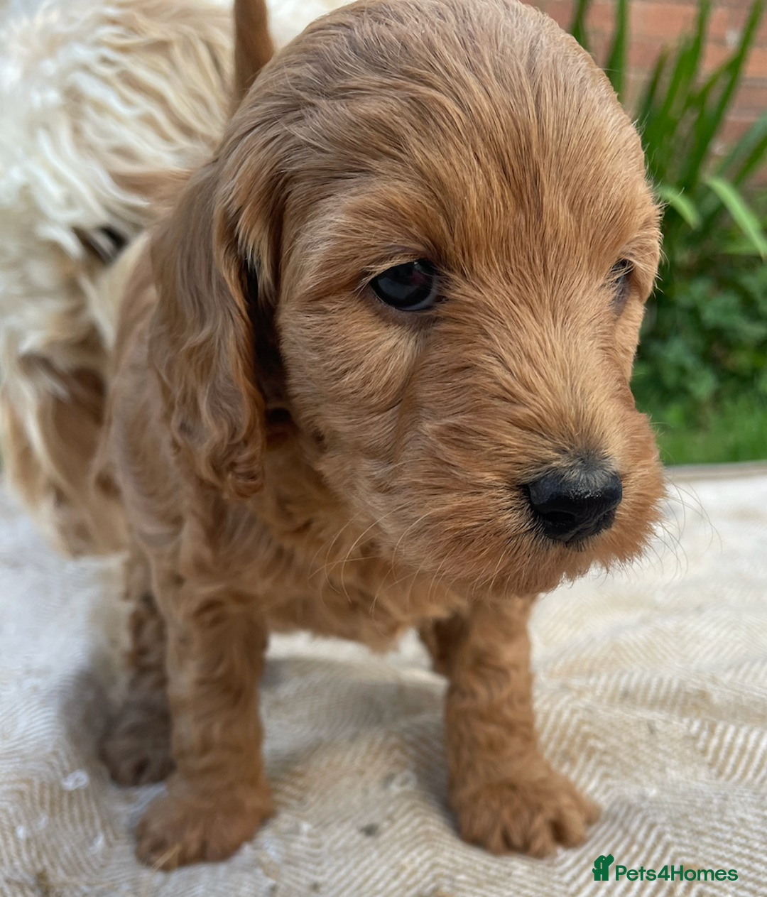 Mini Goldendoodle dogs for sale: Mini Goldendoodle puppies for sale in Abergavenny  - Image 6