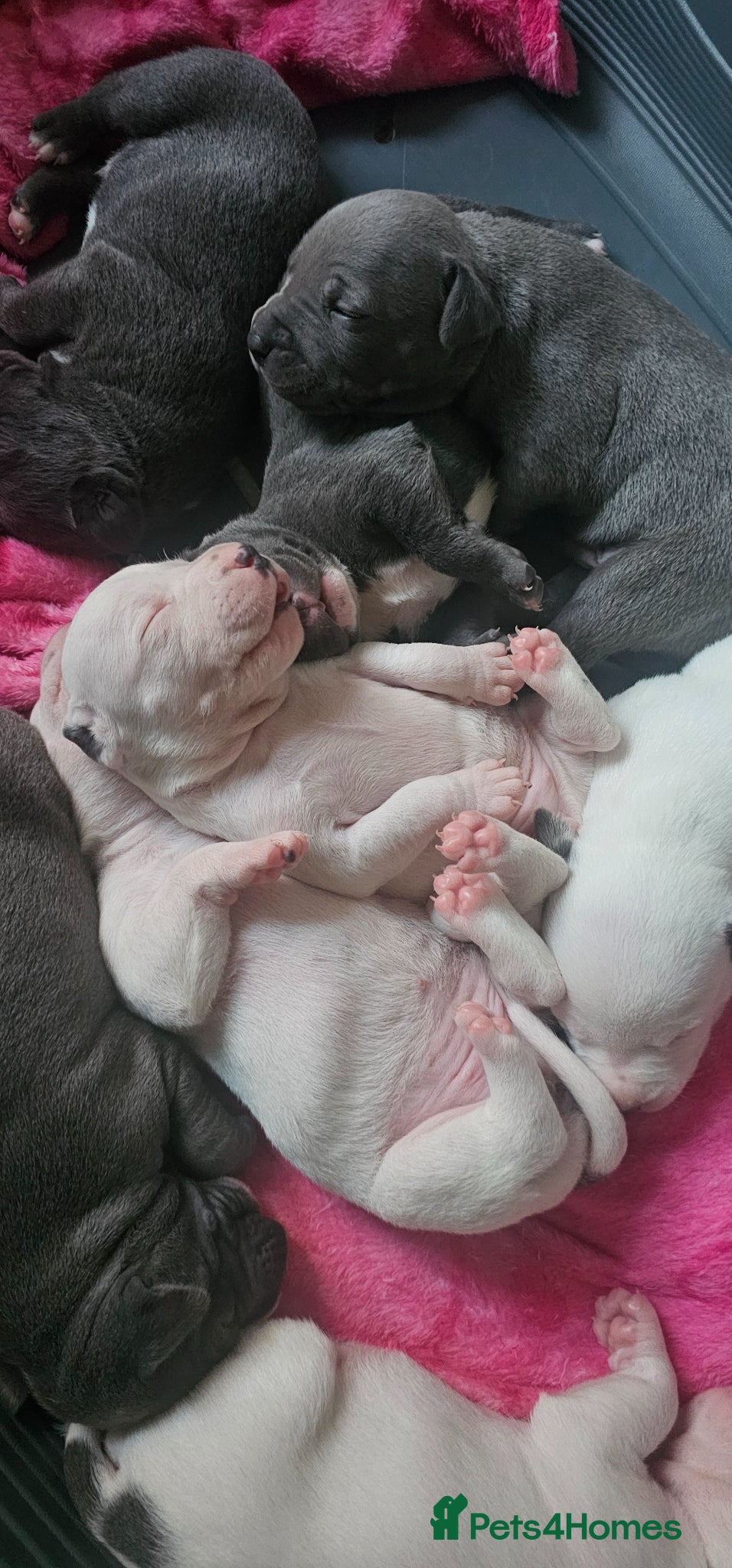 Staffordshire Bull Terrier dogs Gorgeous litter of white and blue staffs - Advert 1