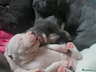 Staffordshire Bull Terrier dogs Gorgeous litter of white and blue staffs - Advert 1