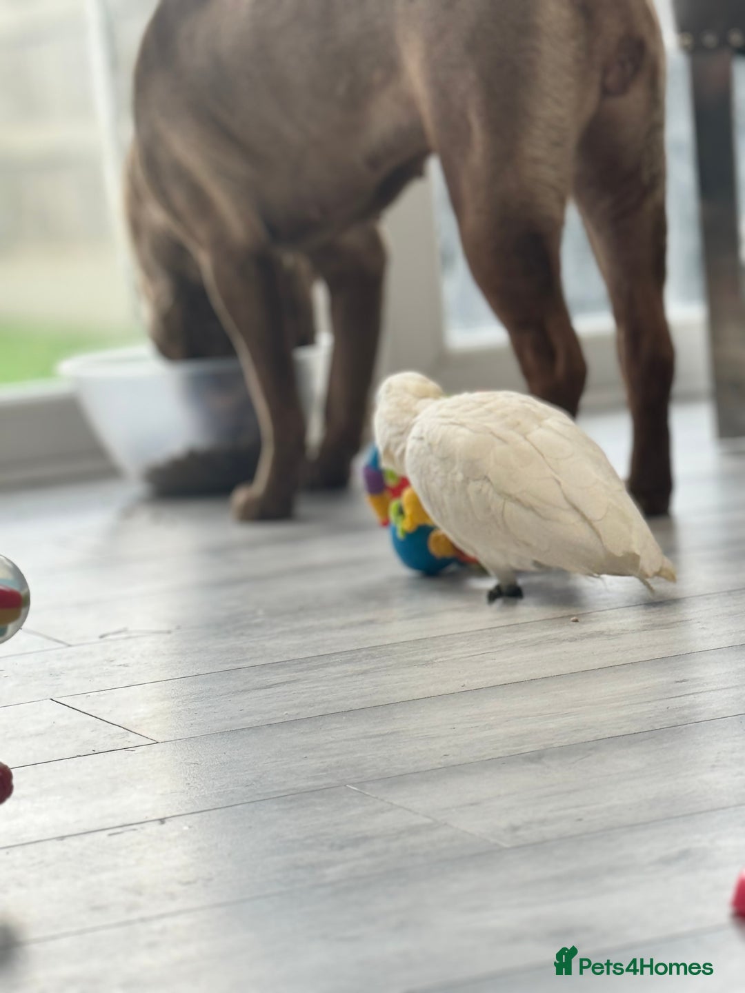 Cockatoo birds for sale: My Beautiful Hand Raised Boys  - Advert 6