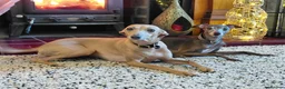 Italian Greyhound dogs for sale: 🐾 Italian Greyhound Puppies for Sale 🐾 - Advert 24