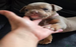 Olde English Bulldogge dogs for sale: Old english bulldoggee mammots - Image 20