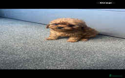 Cavapoo dogs for sale: Stunning health tested f1 Cavapoos ready now  - Image 3