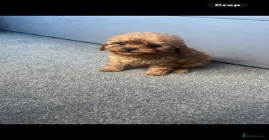 Cavapoo dogs - Advert 3