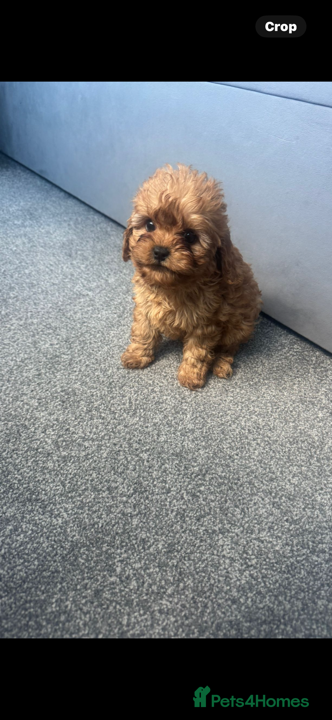Cavapoo dogs for sale: Stunning health tested f1 Cavapoos ready now  - Image 3