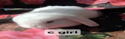 Mini Lop rabbits for sale: Mini lop baby rabbits - Advert 6