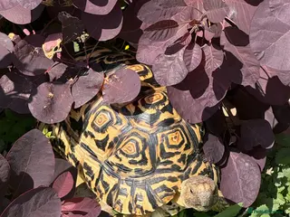 Tortoise reptiles Leopard tortoise - Advert 5