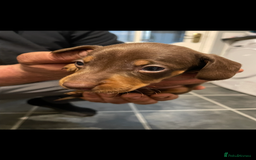 Dachshund dogs for sale: Dachshund Puppies for sale  - Image 4