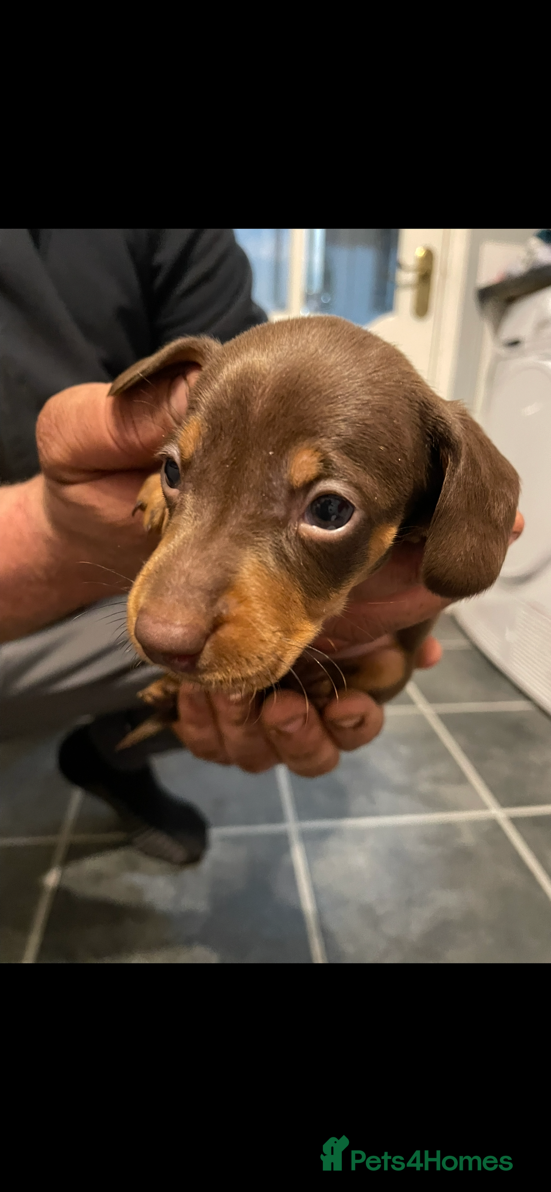 Dachshund dogs for sale: Dachshund Puppies for sale  - Image 4