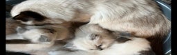 Ragdoll cats for sale: Beautiful pure ragdoll kittens  - Advert 2