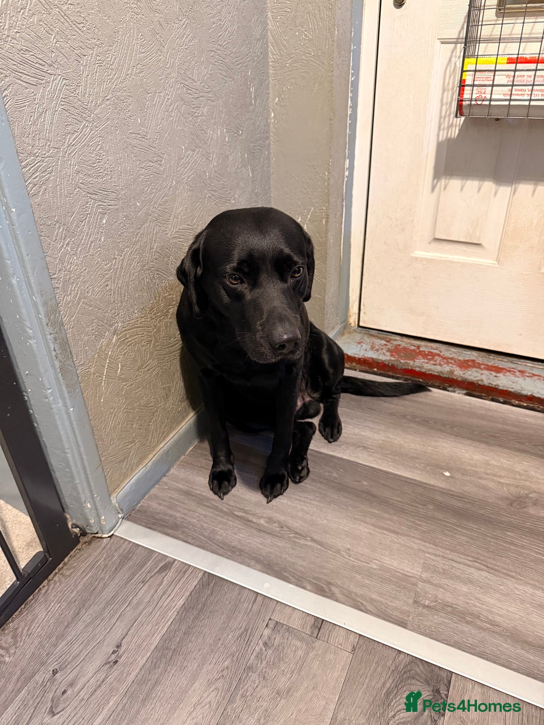 Mixed Breed dogs for sale: Beautiful Frenchie x Labrador puppies  - Advert 11