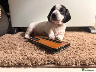 Dachshund dogs Lovely white dachshunds in Kensington - Advert 10