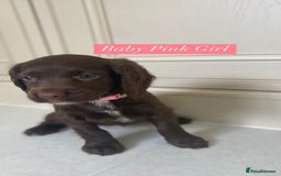 Sprocker dogs for sale: Last 2 girls available chocolate Sprockers - Image 33
