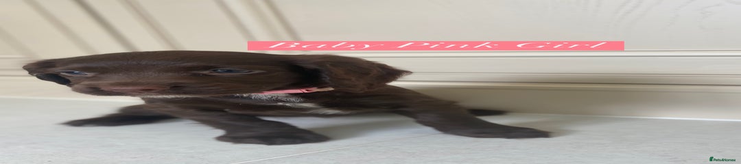 Sprocker Puppy 4