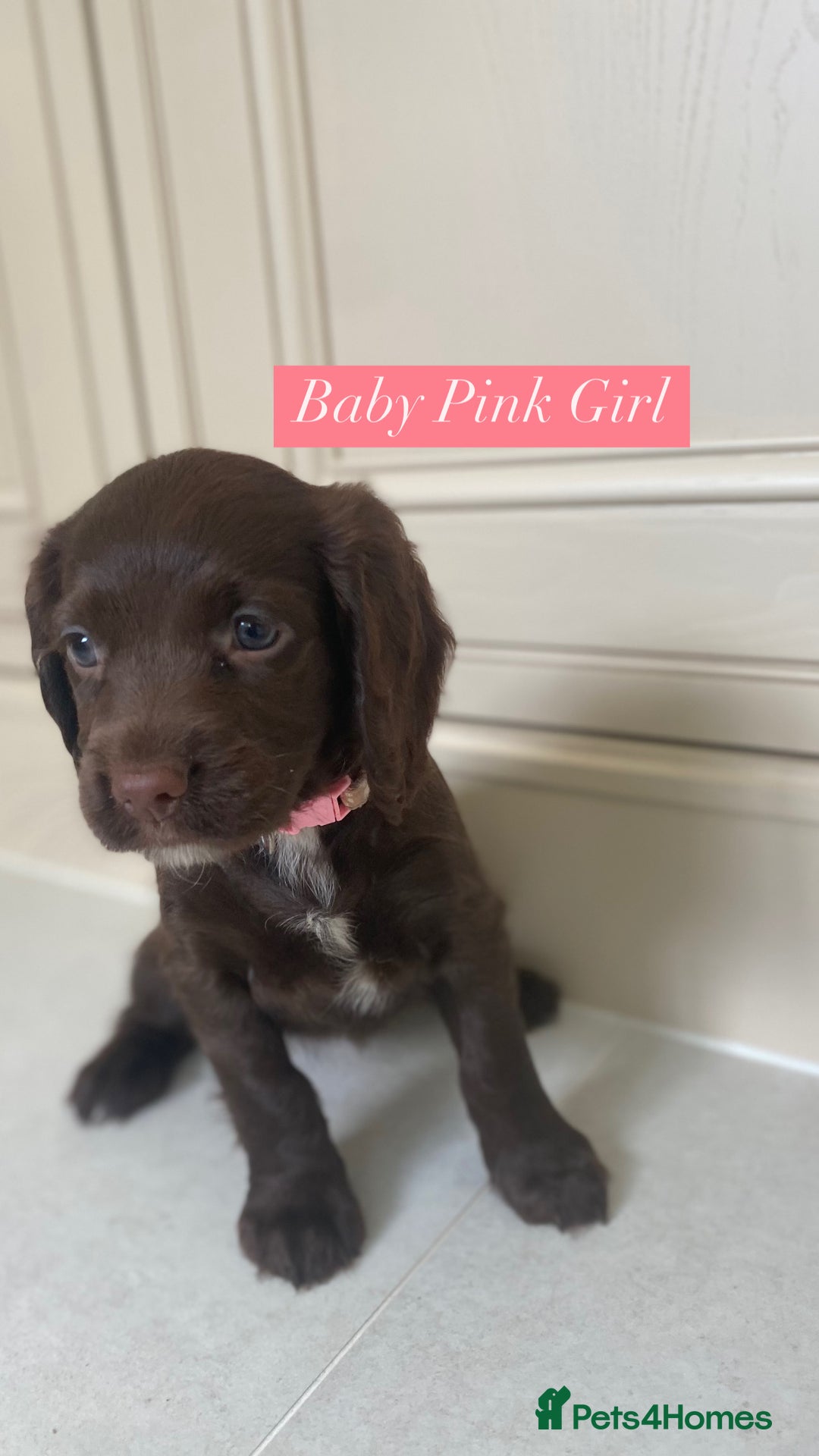 Sprocker dogs for sale: Last 2 girls available chocolate Sprockers - Image 33