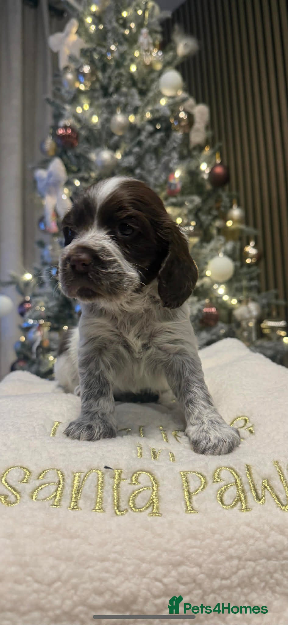 Cocker Spaniel dogs Cocker spaniels - Advert 8