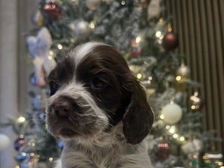 Cocker Spaniel dogs Cocker spaniels - Advert 1