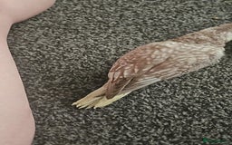 Cockatiels birds for sale: Handreared cockatiels  - Image 10