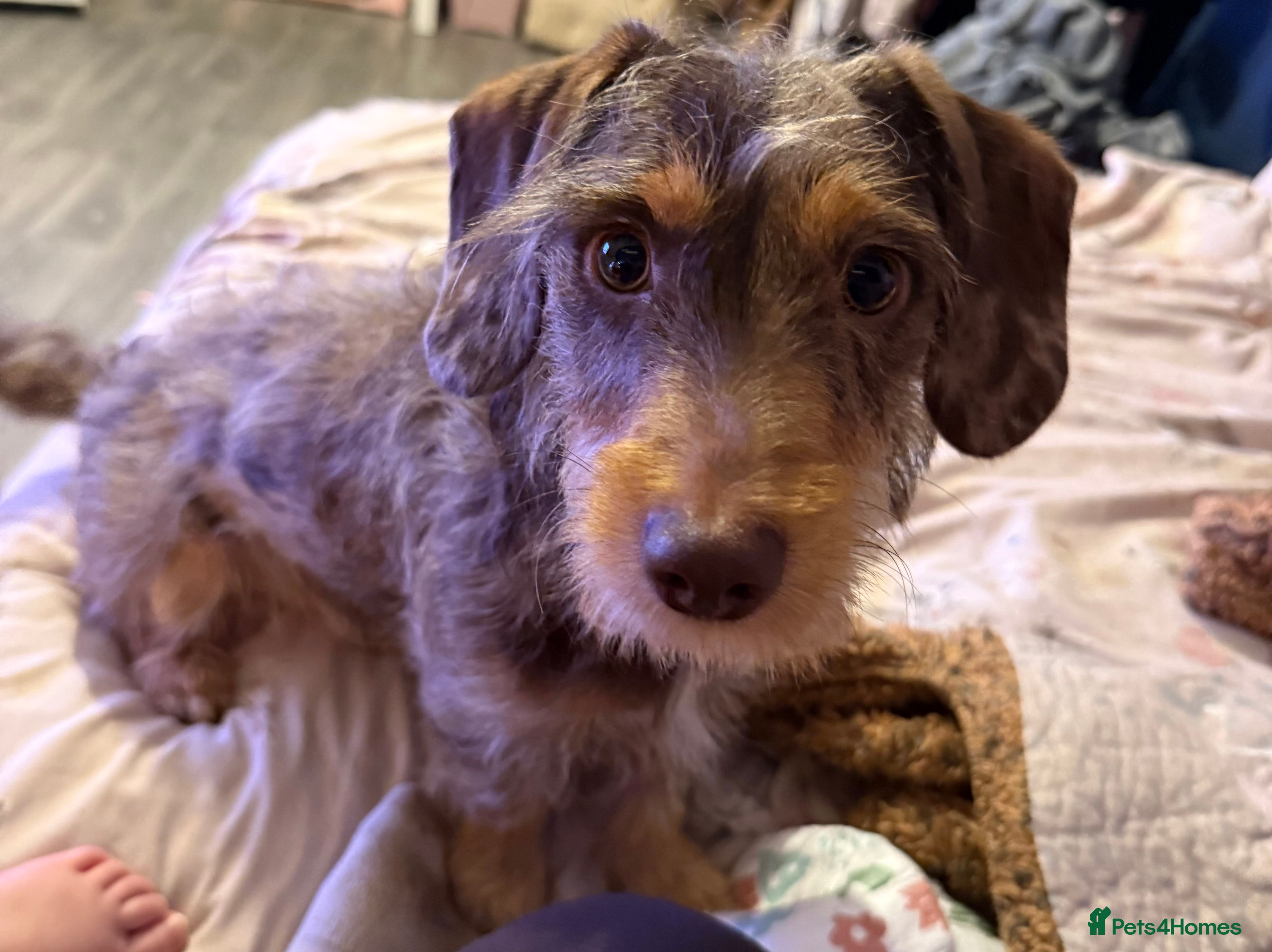 Mixed Breed dogs 10 month old mini dachshund/jack Russell male   - Advert 1